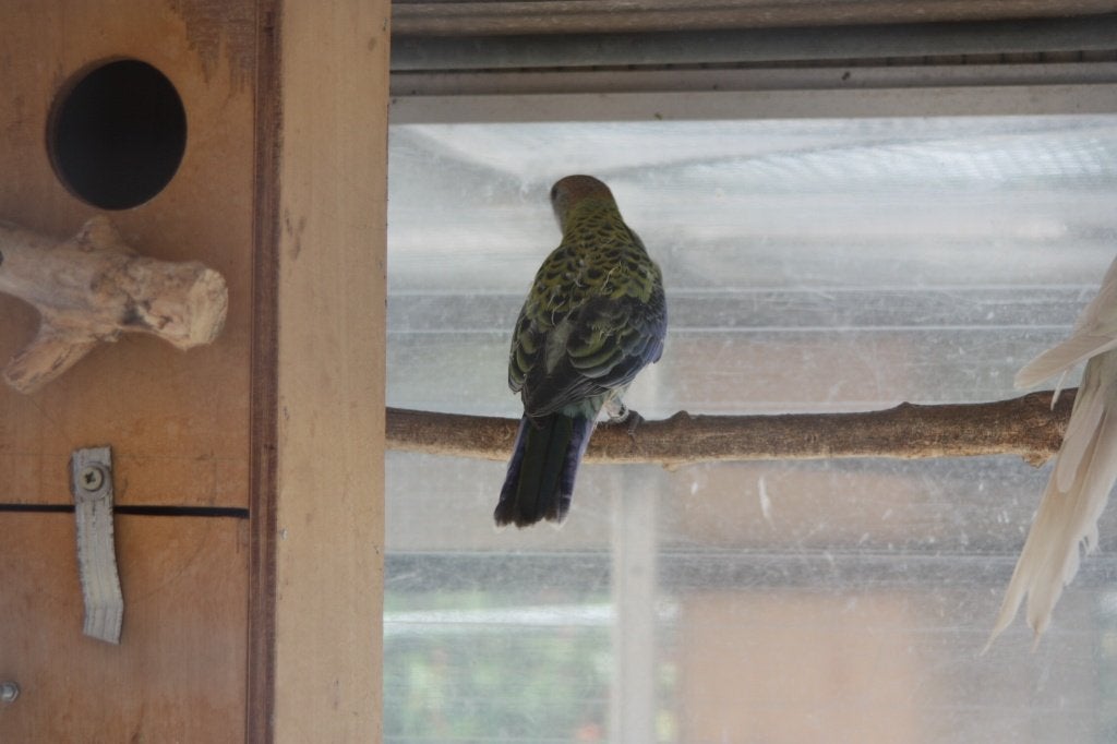 BLEEKKOP ROSELLA, Dieren en Toebehoren, Vogels | Parkieten en Papegaaien, Geslacht onbekend, Parkiet, Geringd
