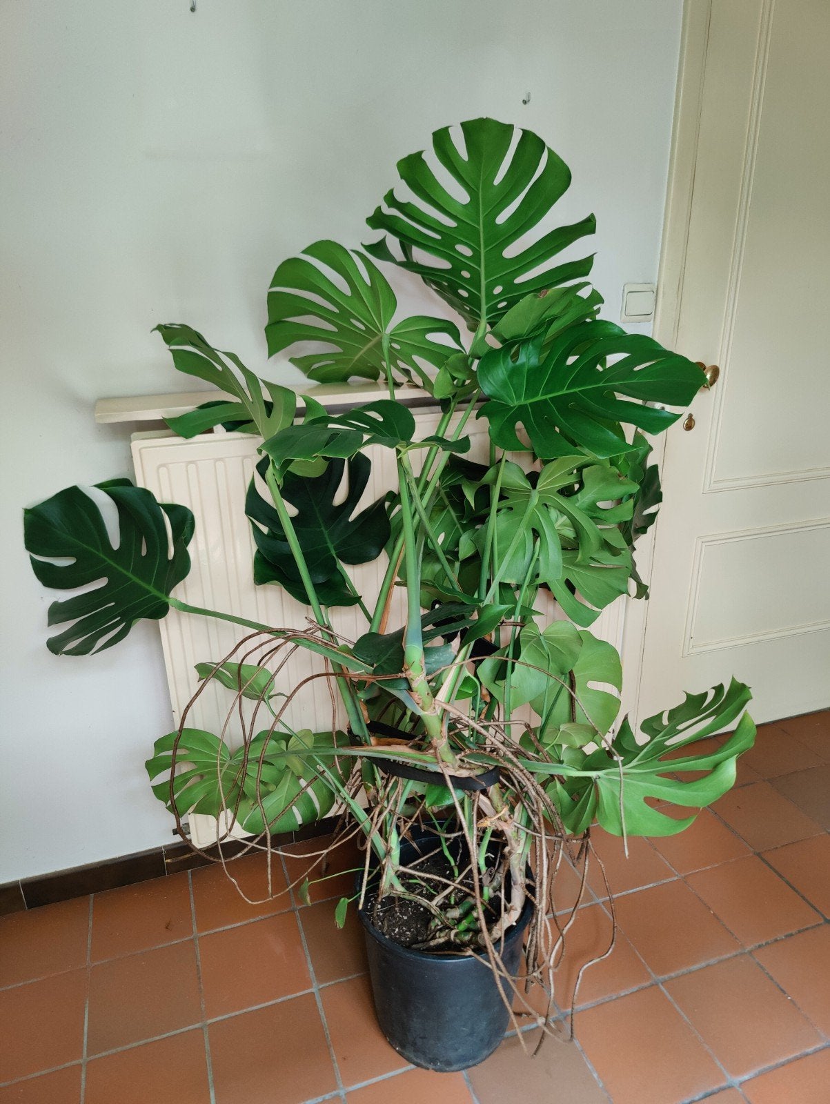 Grote Monstera deliciosa, Maison & Meubles, Plantes d'intérieur, Autres espèces, Enlèvement, 100 à 150 cm, Plante verte