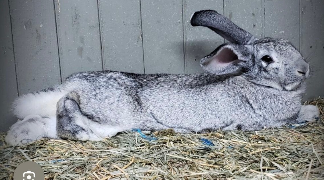 Gezocht zoals op de foto, Dieren en Toebehoren, Vrouwelijk