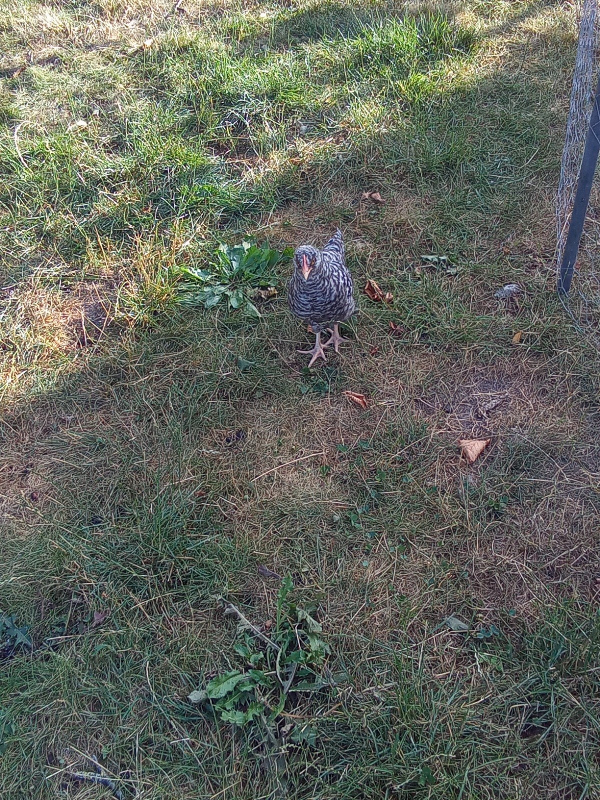 4 coucous de Malines à vendre, Mâle, Poule ou poulet