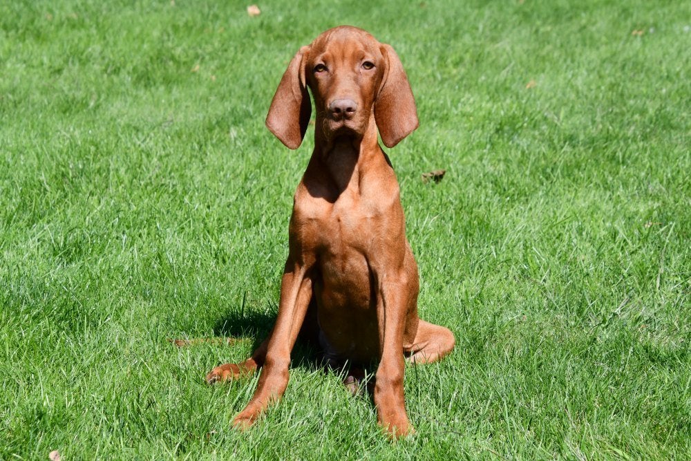 Vizsla pups te koop, Dieren en Toebehoren, 15 weken tot 1 jaar, Buitenland, CDV (hondenziekte), Meerdere