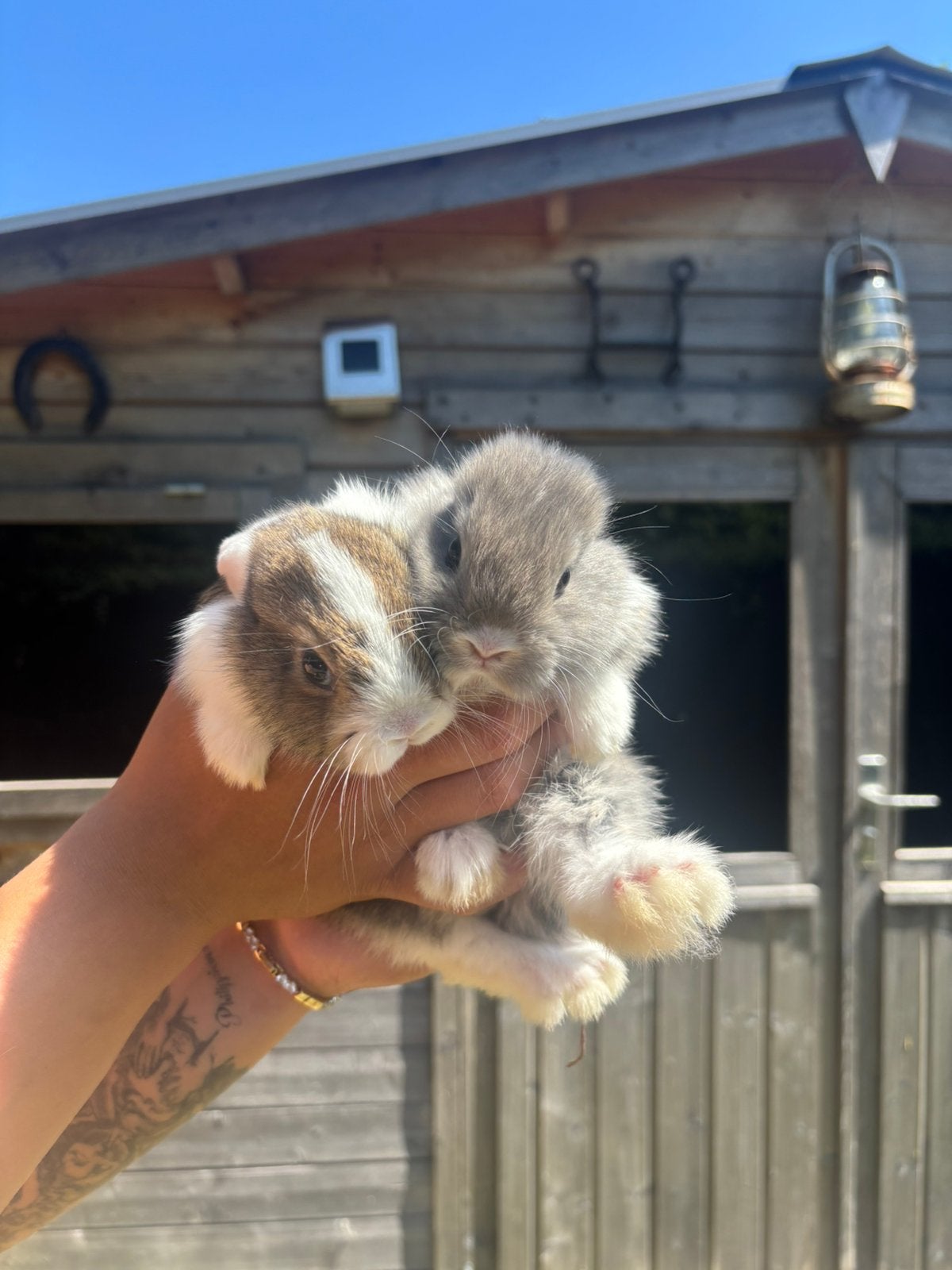 Hangoorkonijntjes, Dieren en Toebehoren, Meerdere dieren, Middelgroot, Hangoor, 0 tot 2 jaar