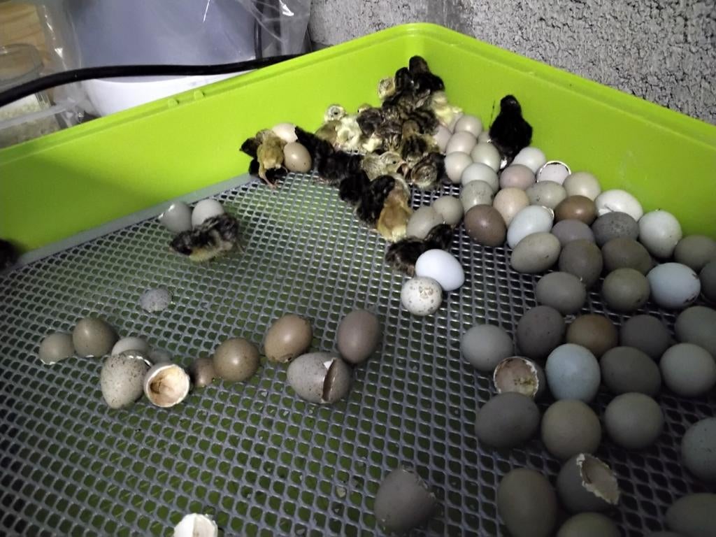1 dags Chinese Dwergkwartels in verschillende kleuren., Dieren en Toebehoren