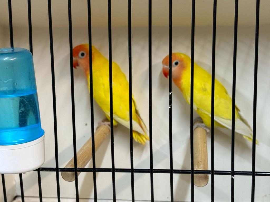 Jonge Nigrigenis Gele Zwartoog 3 + 1 GRATIS, Plusieurs animaux, Perroquet nain ou Inséparable, Bagué