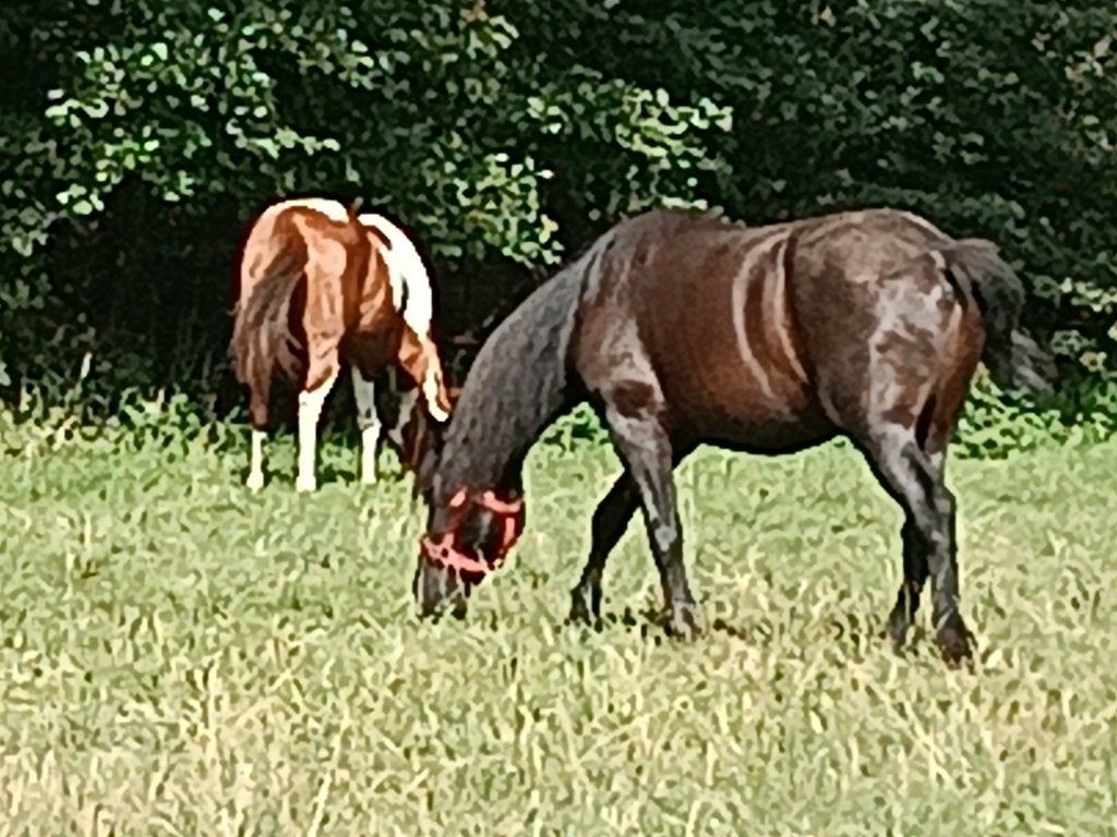 Ruiter Gezocht, Dieren en Toebehoren, Paarden, Meerdere dieren, Niet van toepassing, Minder dan 160 cm, Recreatiepaard