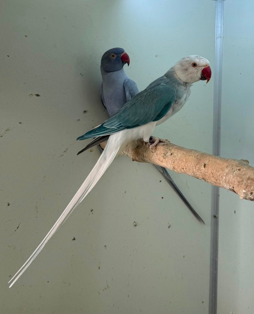 kweekkoppel halsbandparkieten opaline bont wkws, Dieren en Toebehoren, Parkiet