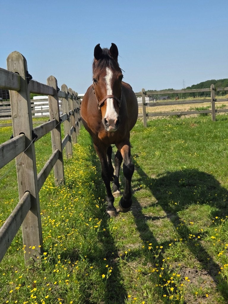 TE KOOP – MESSI, Animaux & Accessoires, Chevaux, 11 ans ou plus, M, 165 à 170 cm, Cheval de saut
