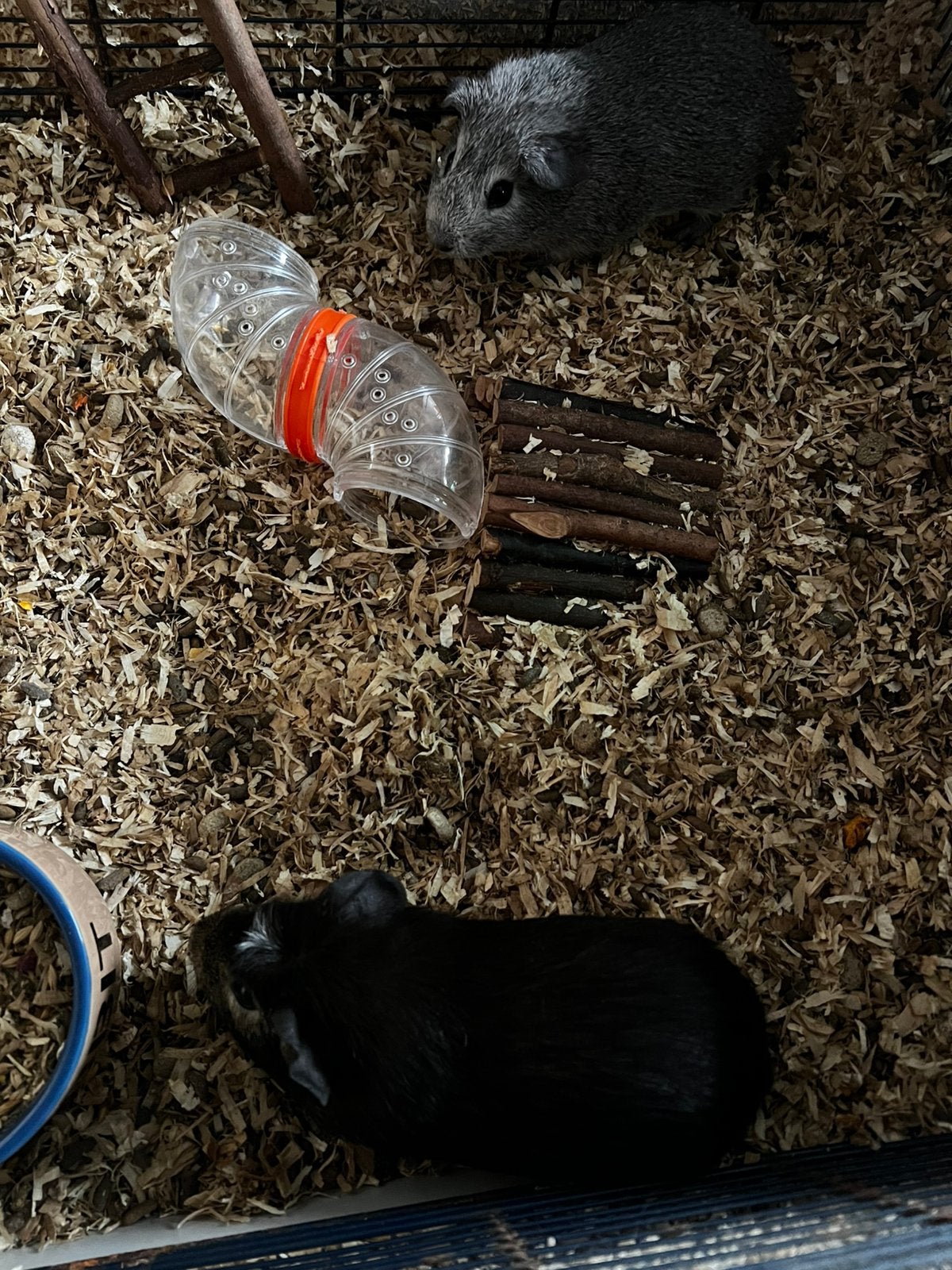 2 mannelijke cavia’s 12 weken oud met of zonder kooi, Dieren en Toebehoren, Juli, Mannelijk, Cavia
