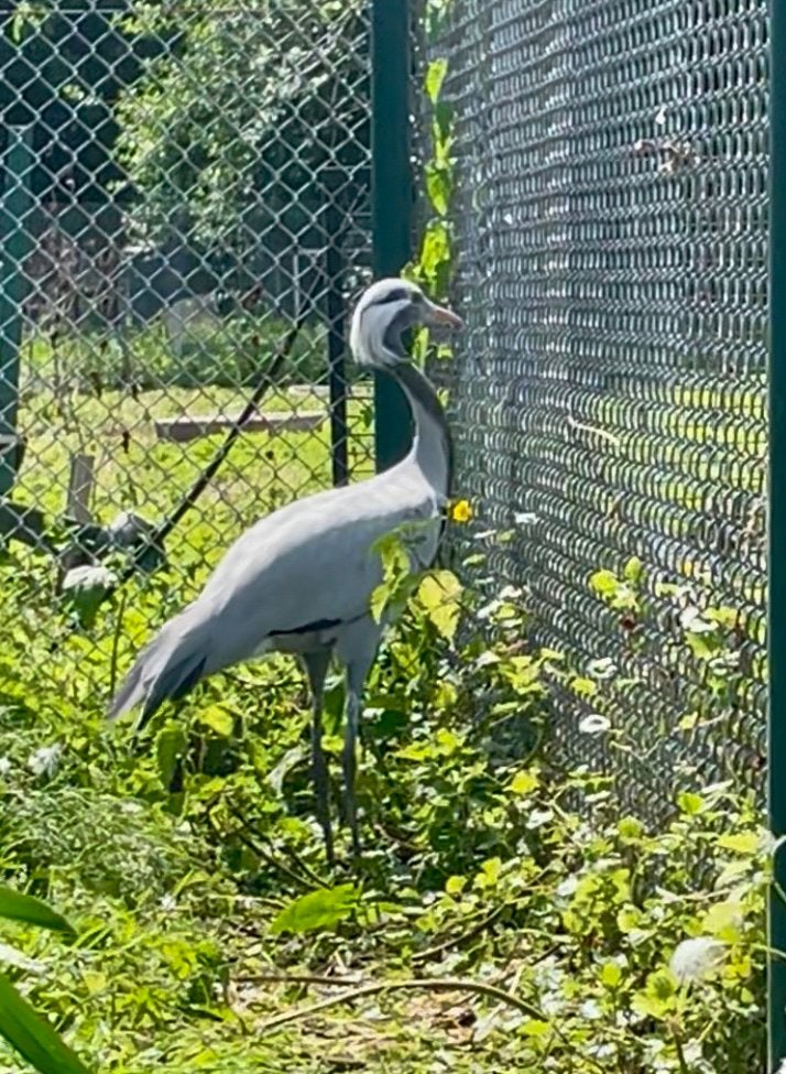 Jufferkraanvogel 2025, Dieren en Toebehoren, Vrouwelijk, Overige soorten