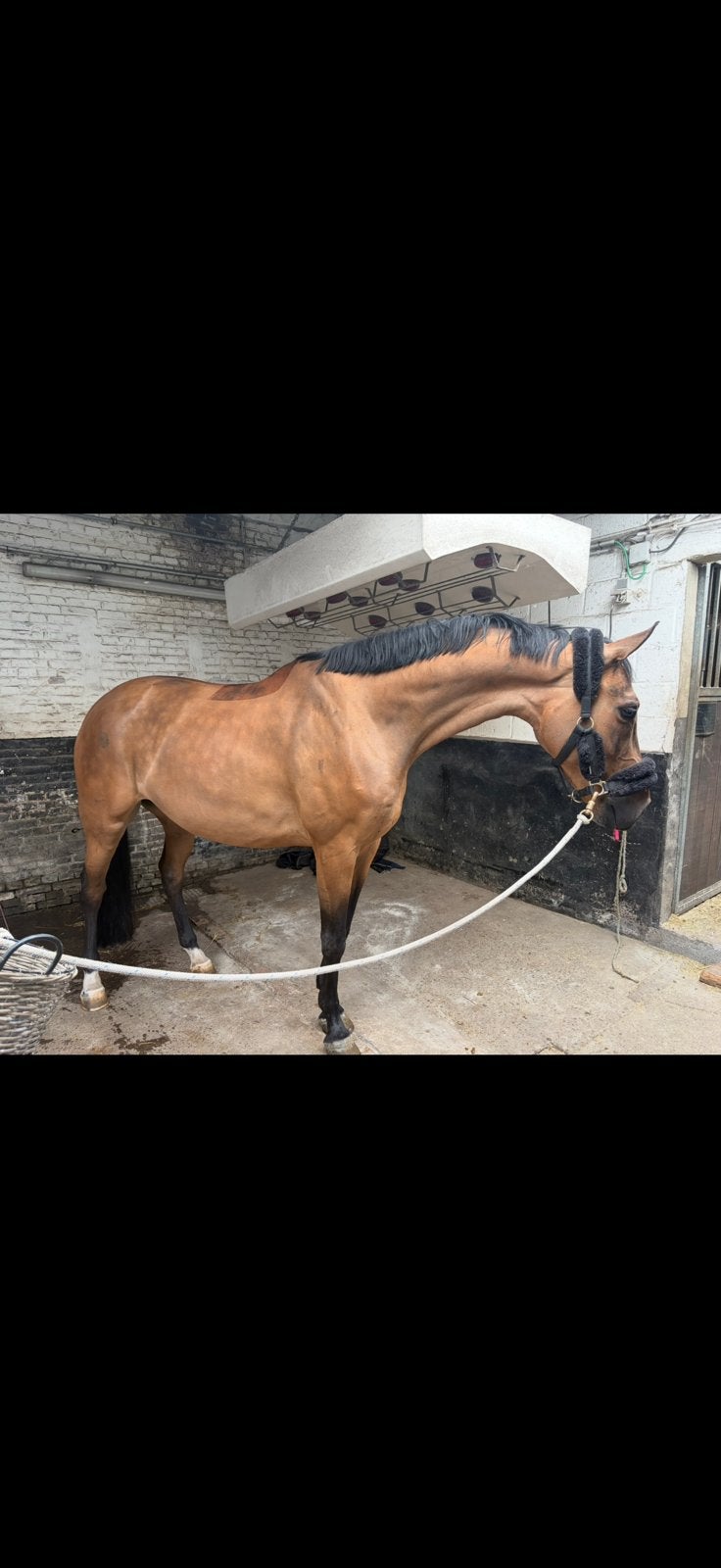 Brave 8 jarige ruin, Dieren en Toebehoren, Paarden, Ruin
