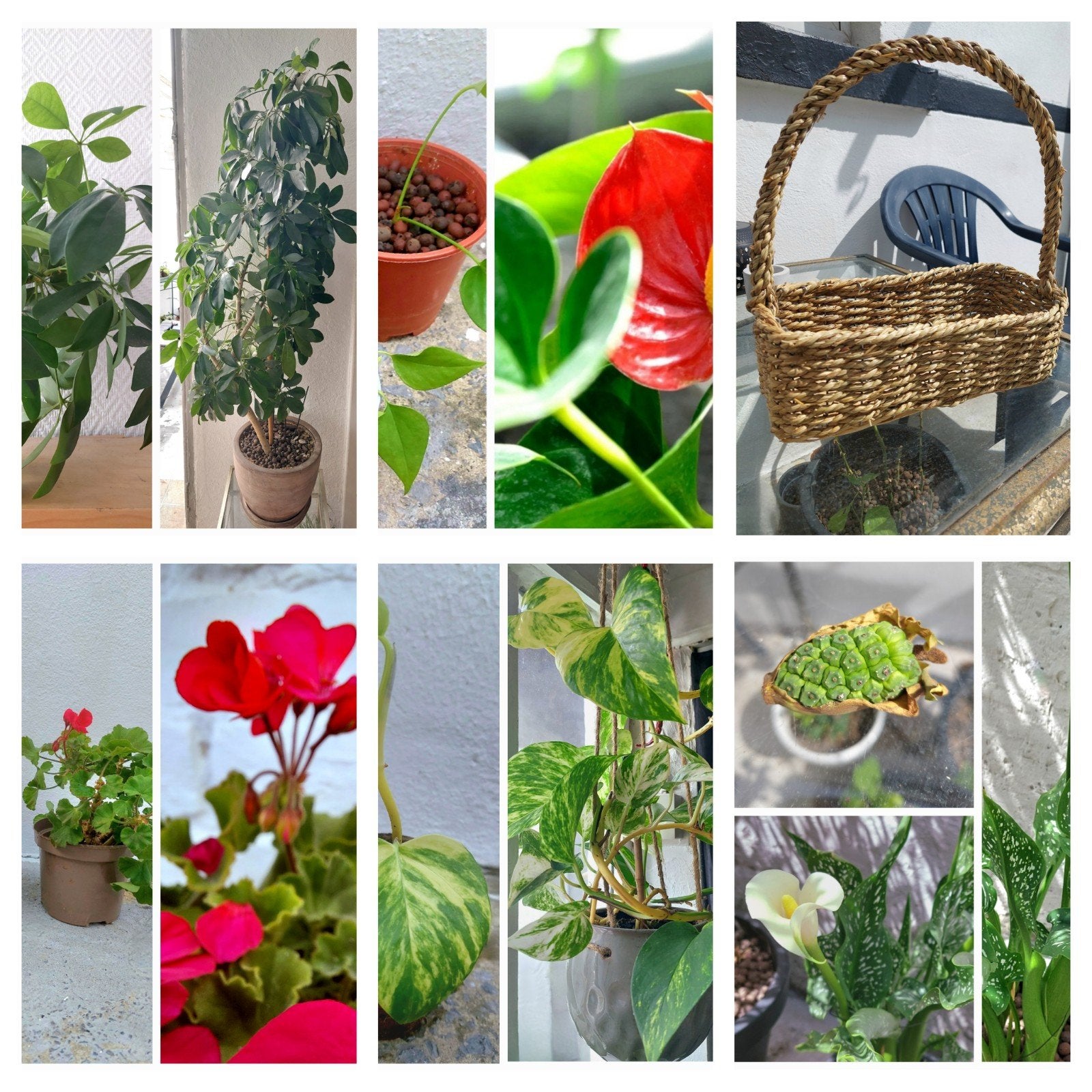 Boutures/plantes X10 (intérieur/extérieur), Enlèvement, Intérieur