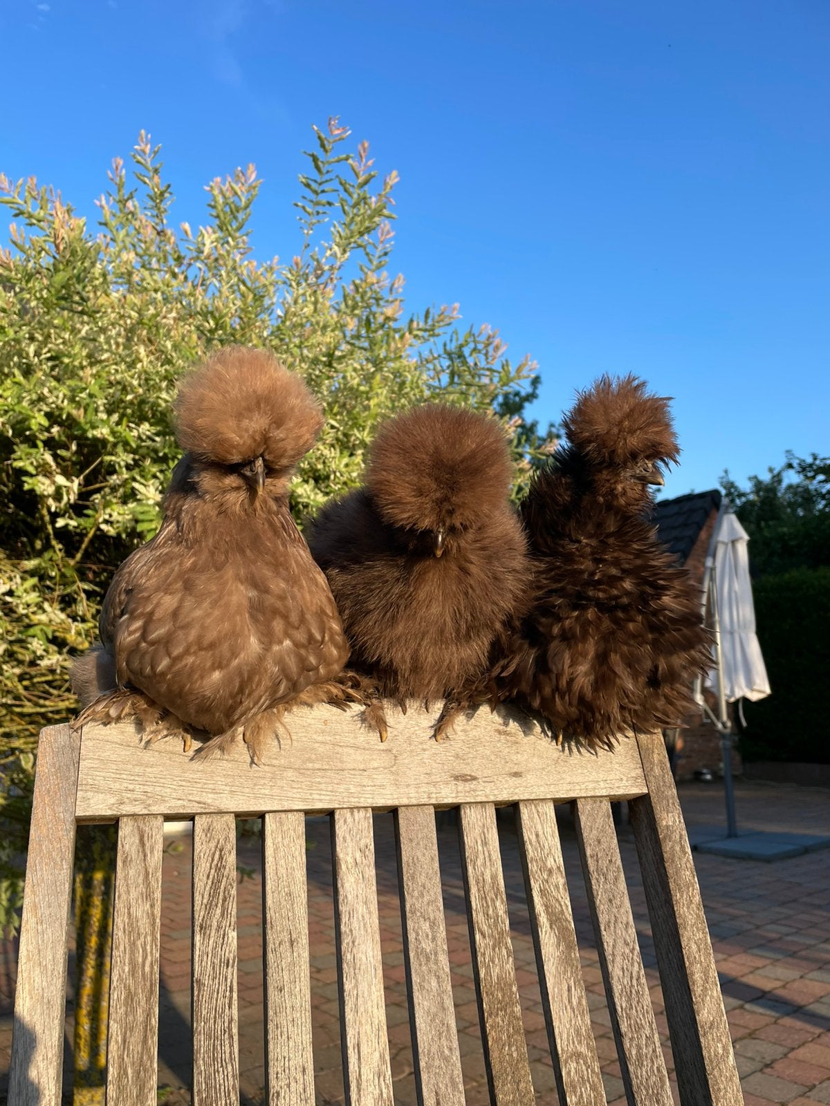 Zijdehoen hennen choco, Dieren en Toebehoren, Pluimvee, Kip, Meerdere dieren
