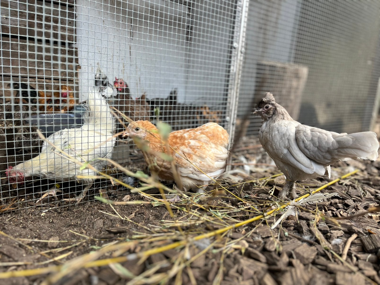 Leuke krielkipkes, Dieren en Toebehoren, Pluimvee