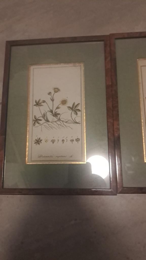 Botanische kunstafdrukken, Antiek en Kunst, Ophalen