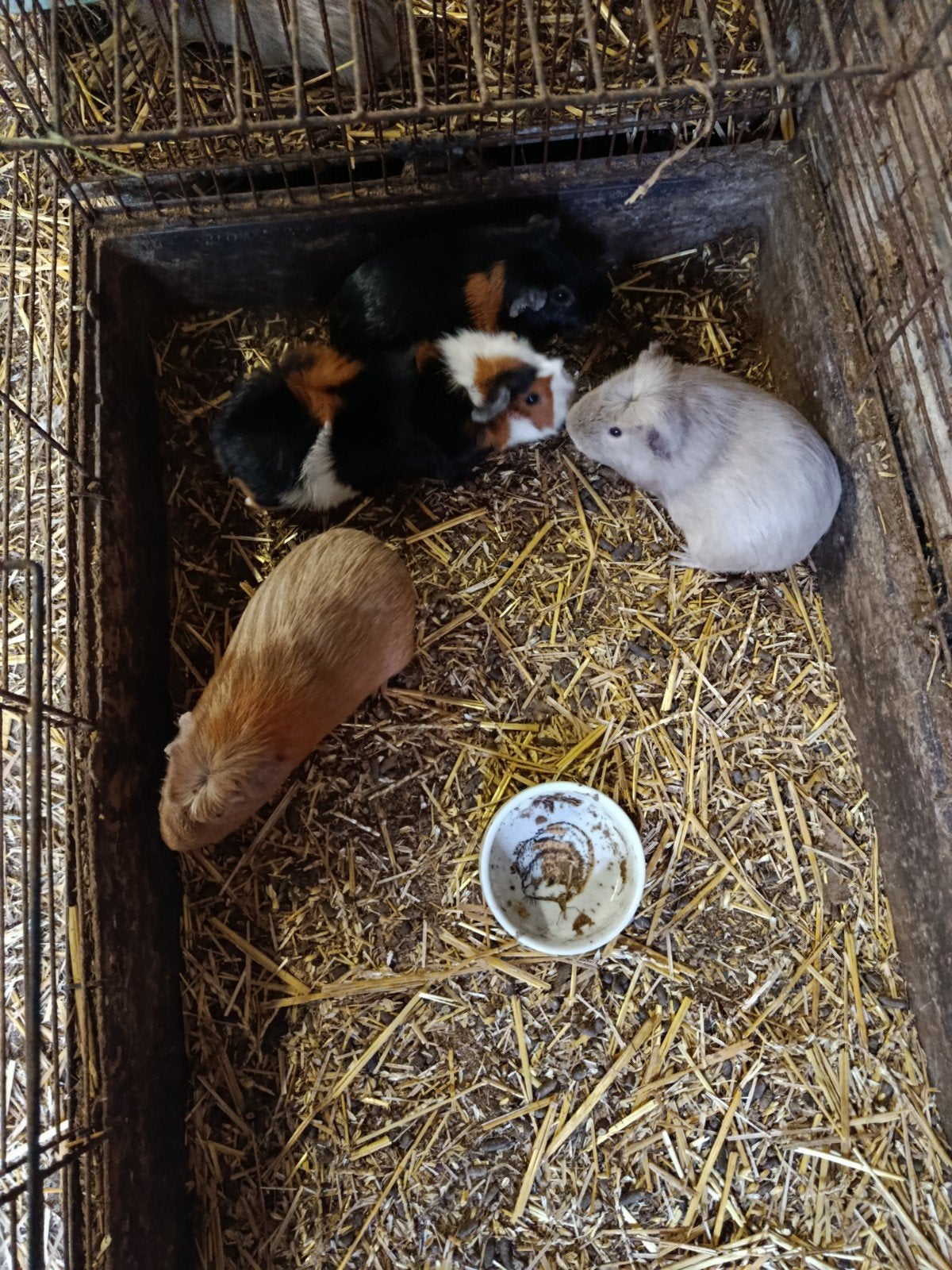 Cavia beertjes, Octobre, Mâle, Domestique, Cobaye