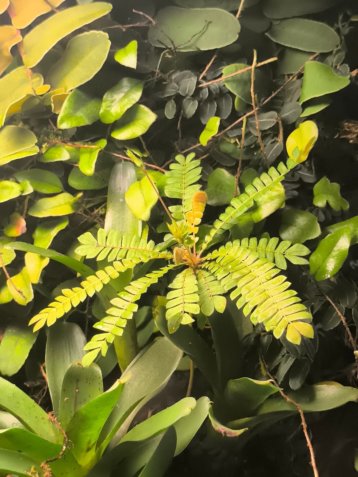 Biophytum sensitivum palmvarentje, Ophalen of Verzenden