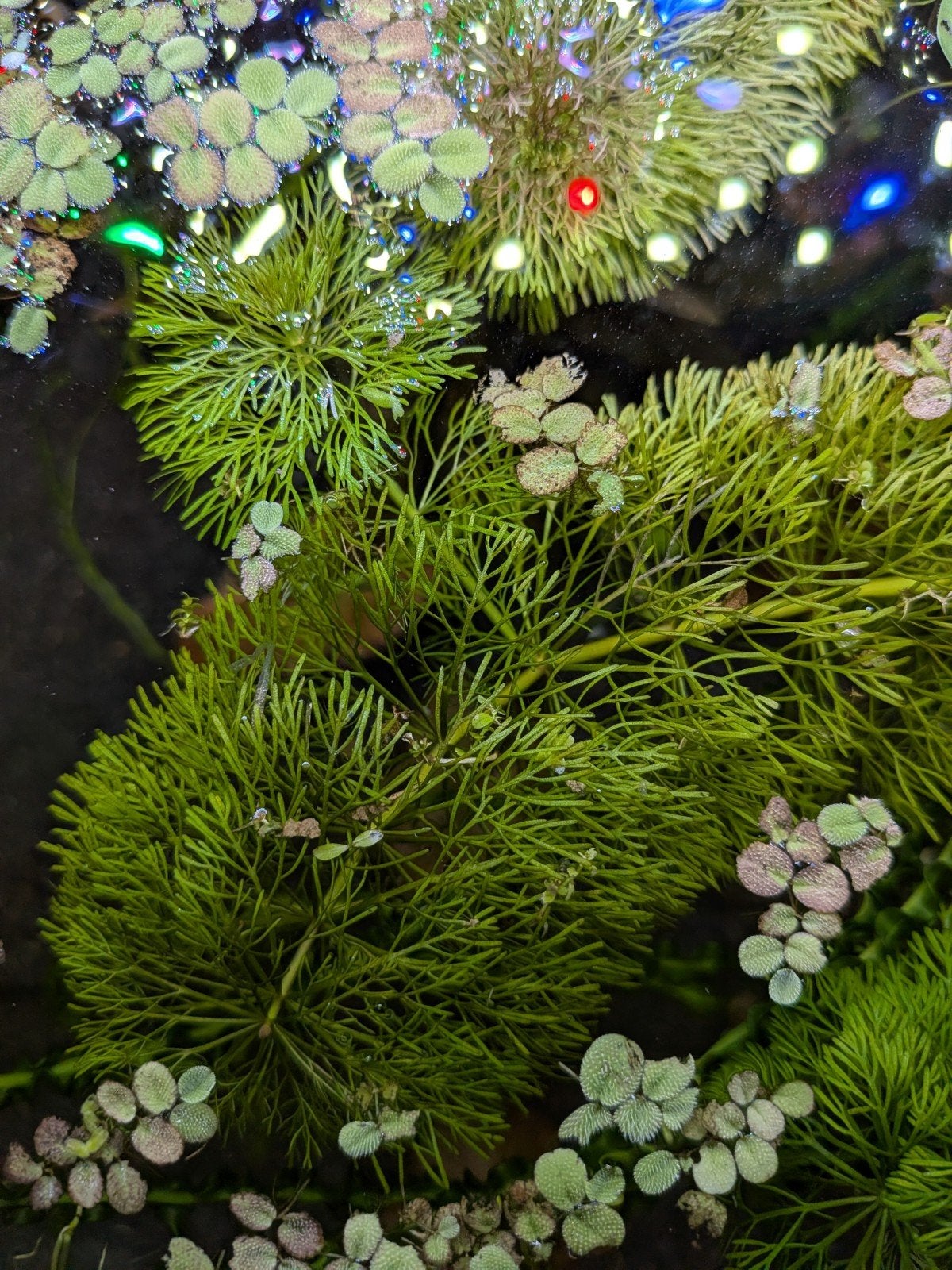 Limnophila sessiliflora, Dieren en Toebehoren, Vissen | Aquaria en Toebehoren, Ophalen