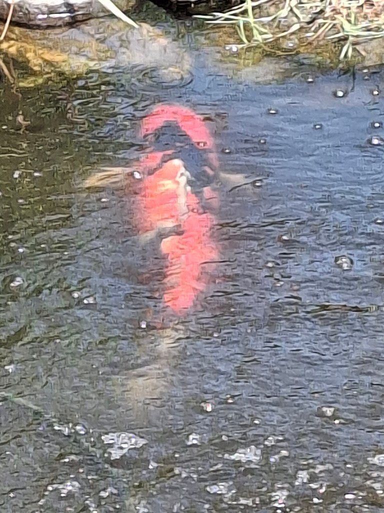 Koi, Karper of Koi