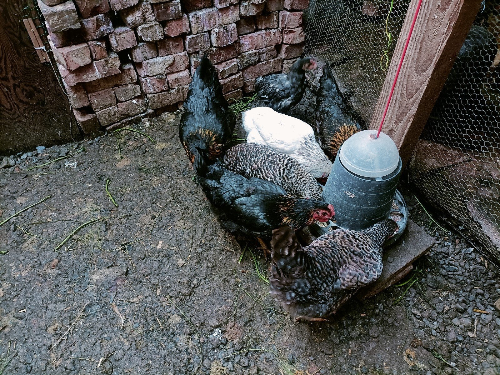 poules pondeuses, Animaux & Accessoires