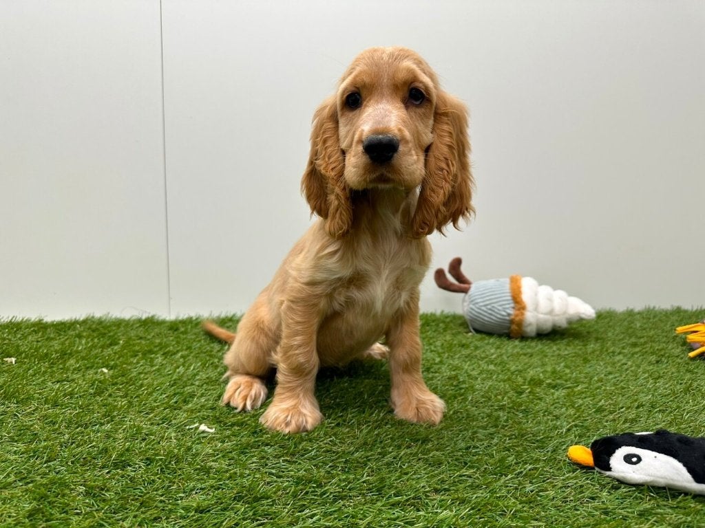 Engelse Cocker Spaniel pups, Dieren en Toebehoren, Honden | Retrievers, Spaniëls en Waterhonden, Meerdere dieren, Spaniël, Fokker | Professioneel