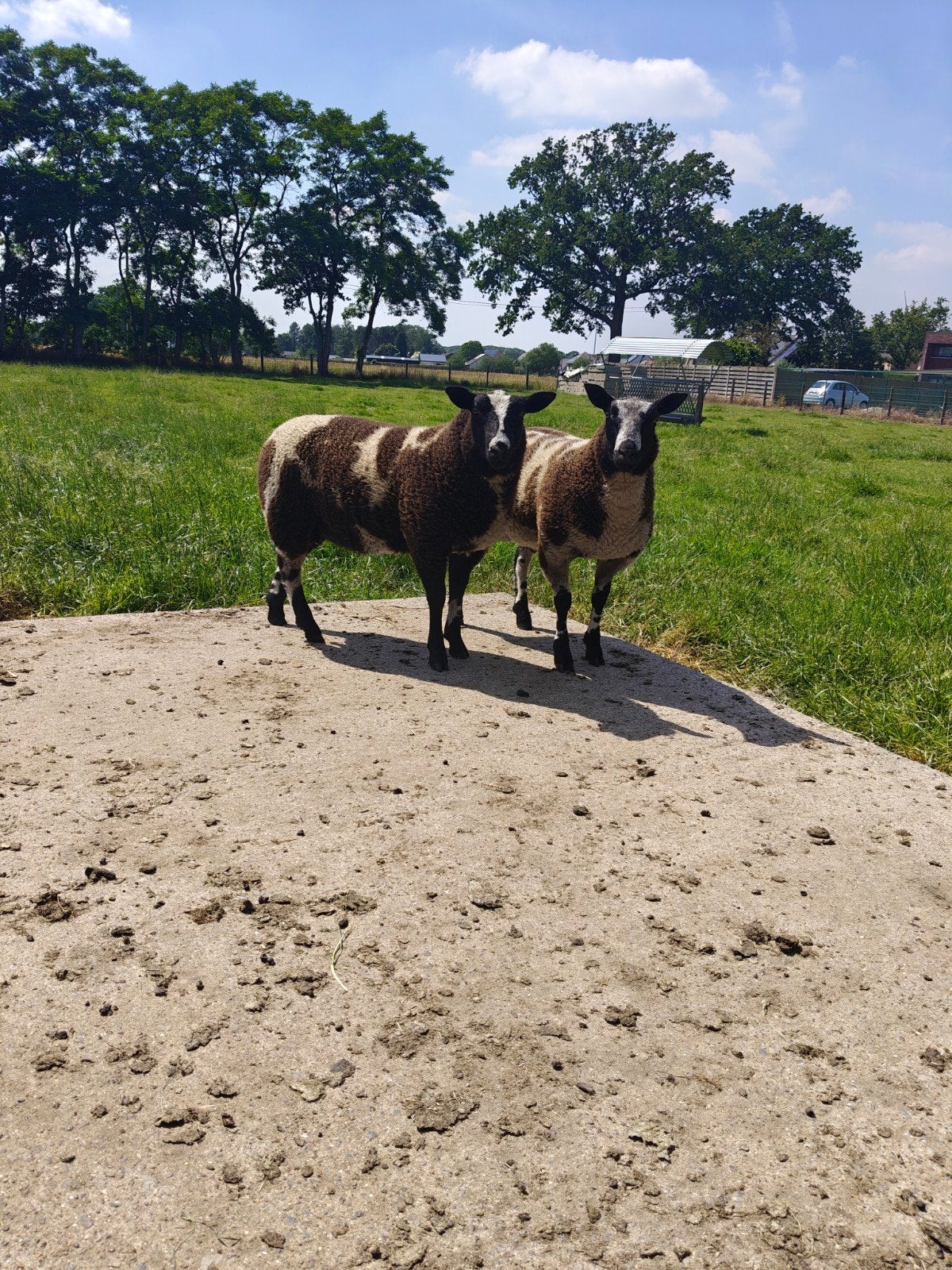 Beaux chevreaux de couleur, Femelle, Mouton, 0 à 2 ans