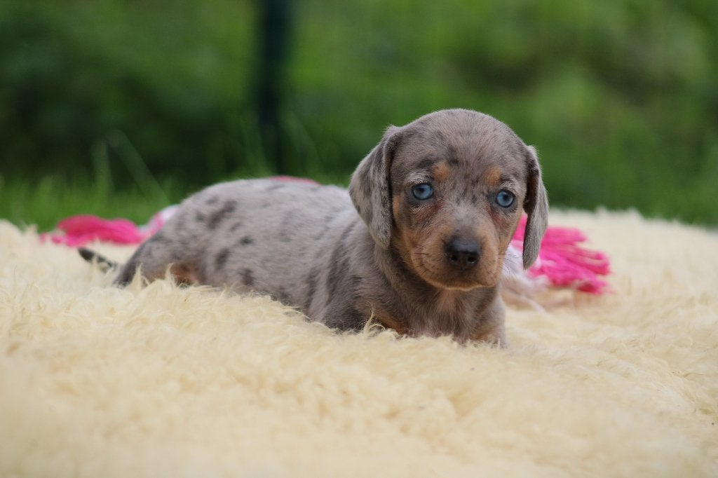 Teckel pups Merle korthaar, Dieren en Toebehoren, België, CDV (hondenziekte), 8 tot 15 weken, Korthaar