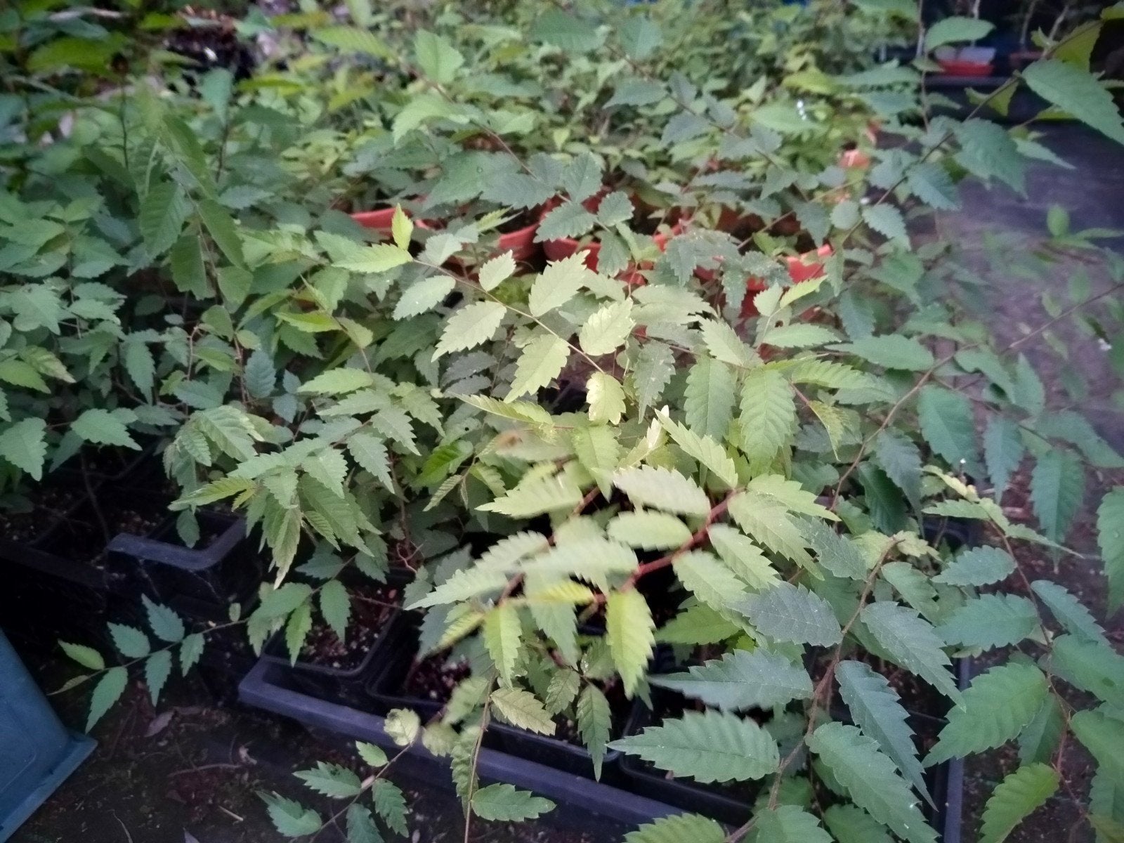 Zelkova serrata, Tuin en Terras, Ophalen