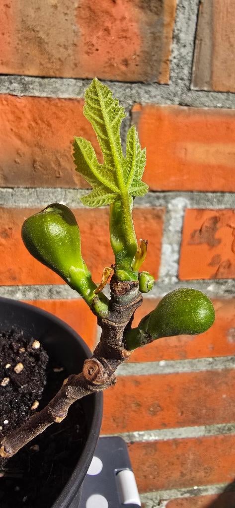 Vijgenboom 'BROWN TURKEY' vijgen boom Ficus Carica 1v4, Ophalen, Lente, Volle zon, In pot