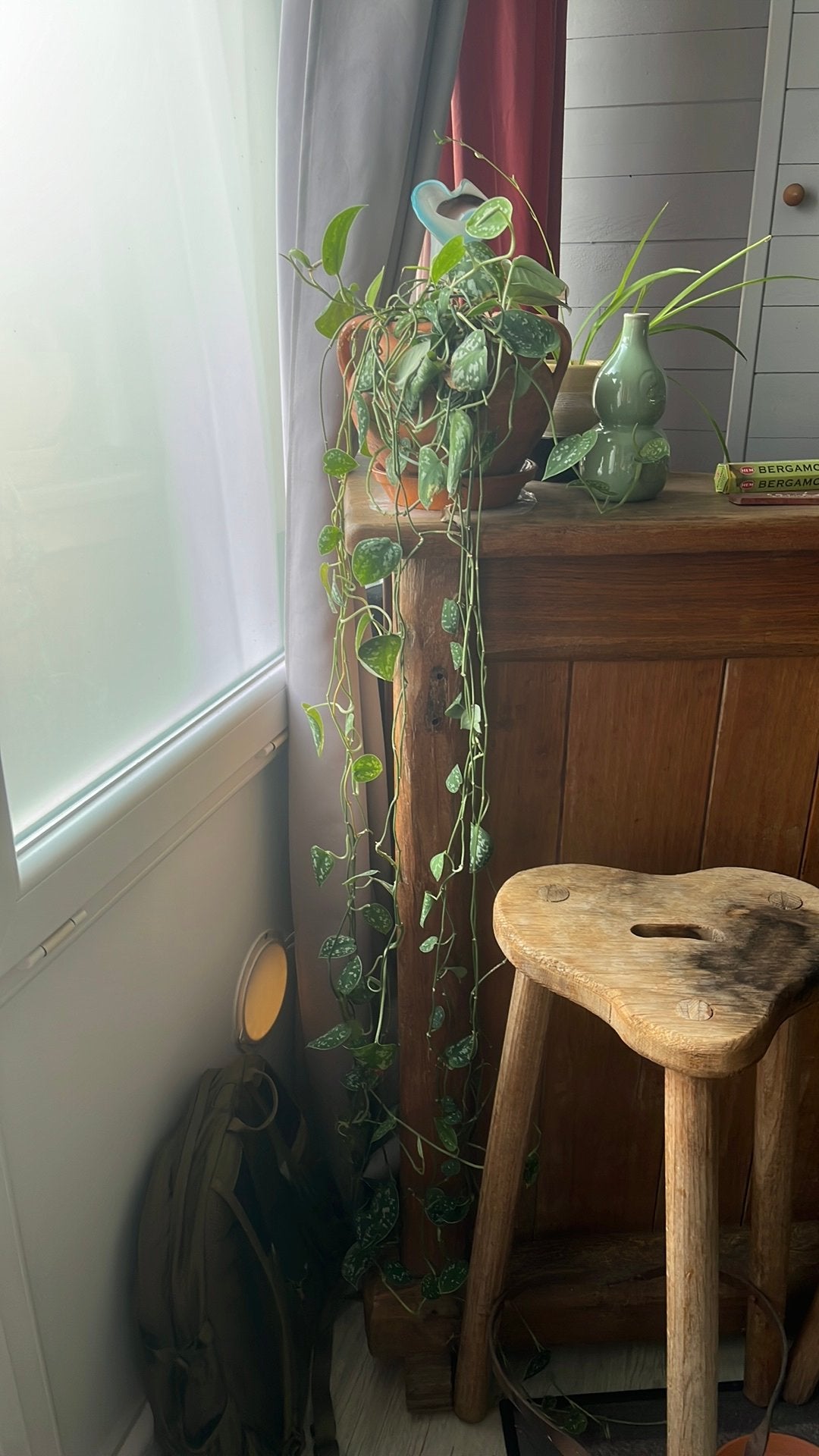 Lot de plantes d’intérieur, Enlèvement, Ficus