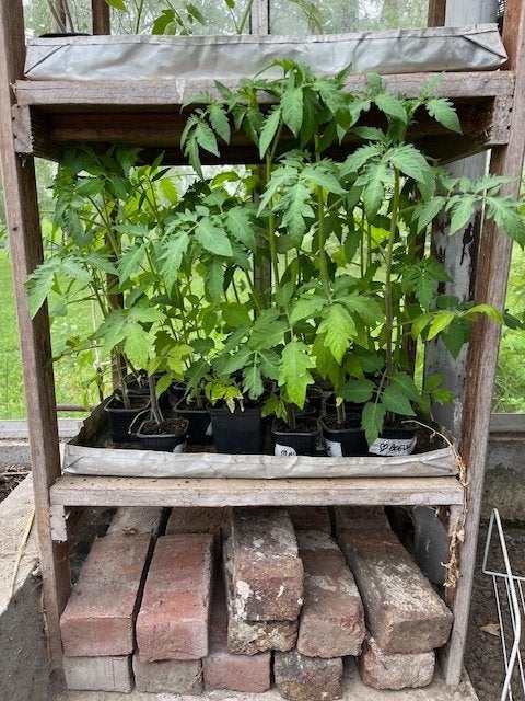 Plants de tomate, courgette ronde et concombre à 1,5 €, Enlèvement