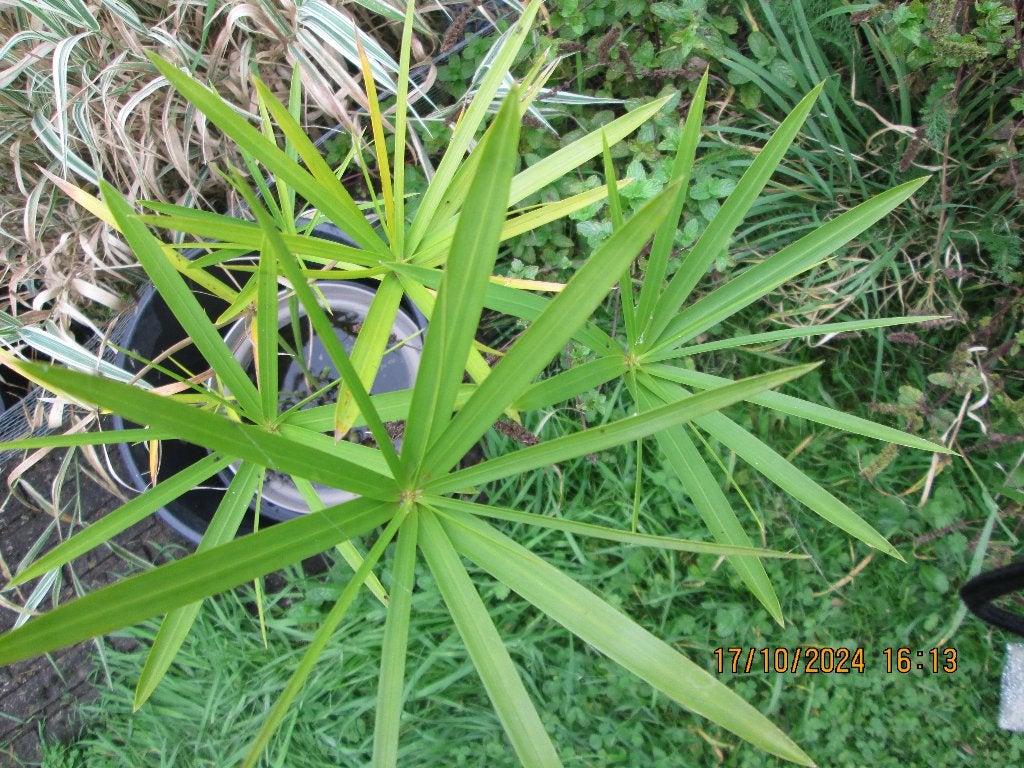 Papyrus plante, Plein soleil, Enlèvement, Plante fixe, Plantes de bassin