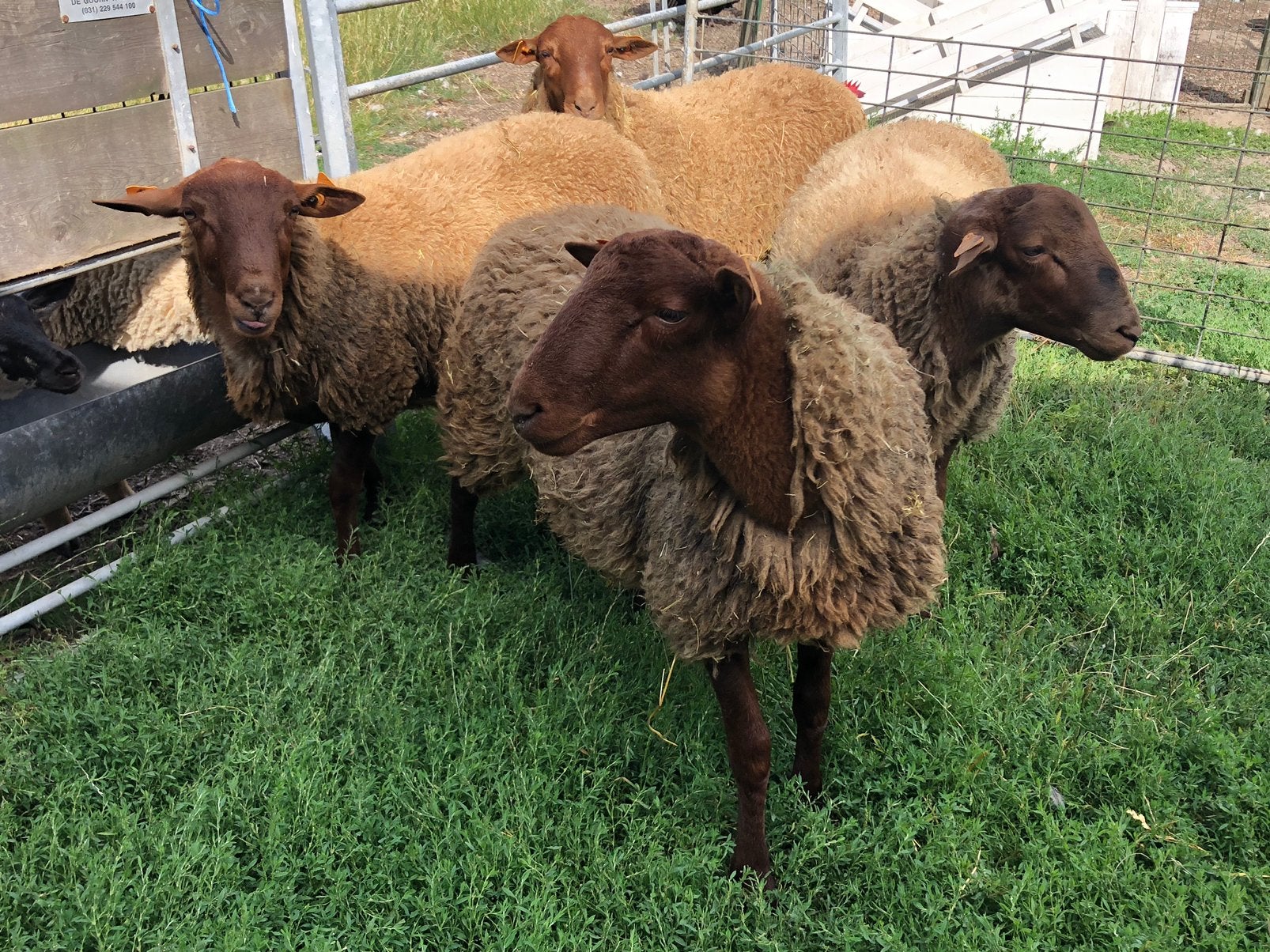 Ardense voskop rammen, Dieren en Toebehoren, Mannelijk, Schaap, 0 tot 2 jaar