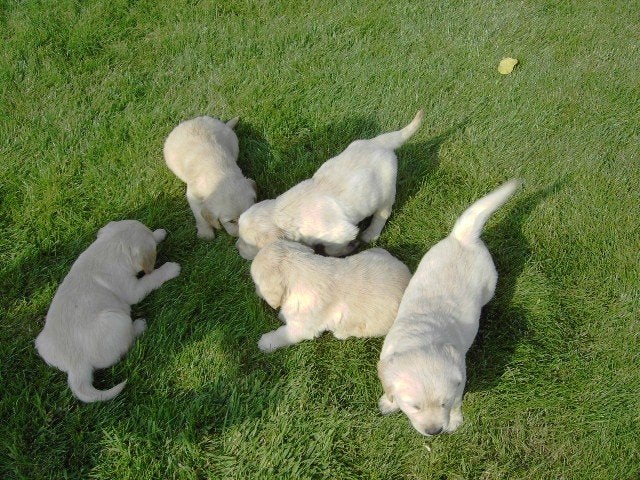 Golden Retriever pups, Golden retriever, België, CDV (hondenziekte), 8 tot 15 weken