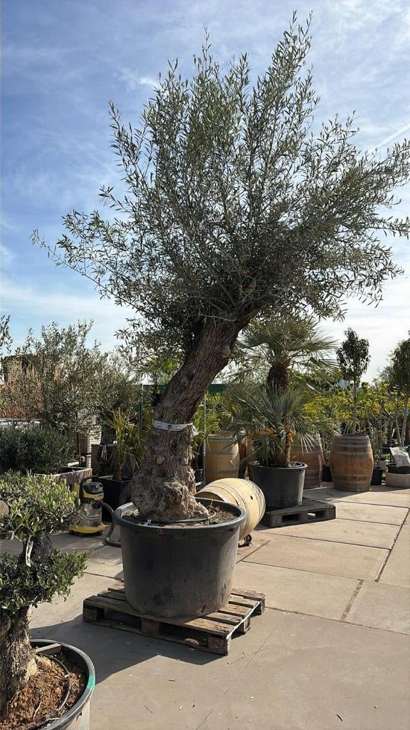 ‼️prachtige olijfbomen olea europaea aan stuntprijzen ‼️, Ophalen