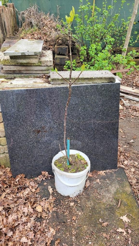Bio vijgenboom (Winterhard), Tuin en Terras, Planten | Bomen, Ophalen
