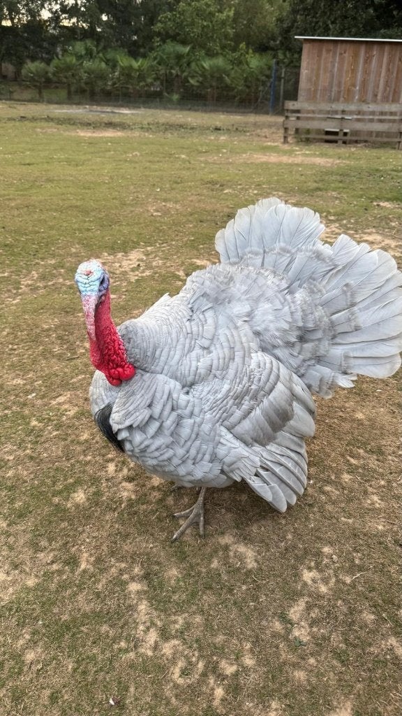 Turkije, April, Meerdere dieren