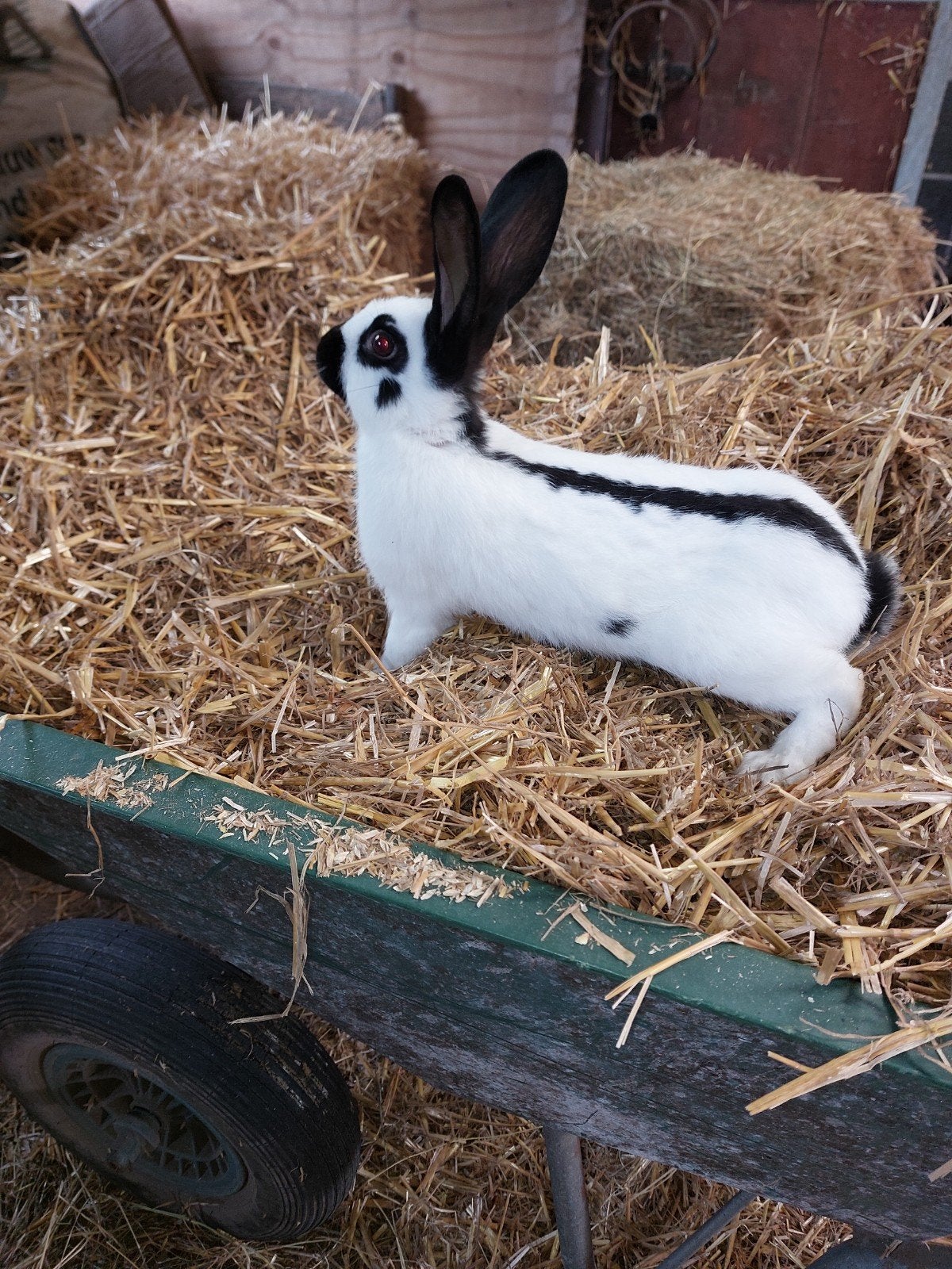 mooie vlinder voedster, Dieren en Toebehoren, Vrouwelijk, Middelgroot, 0 tot 2 jaar