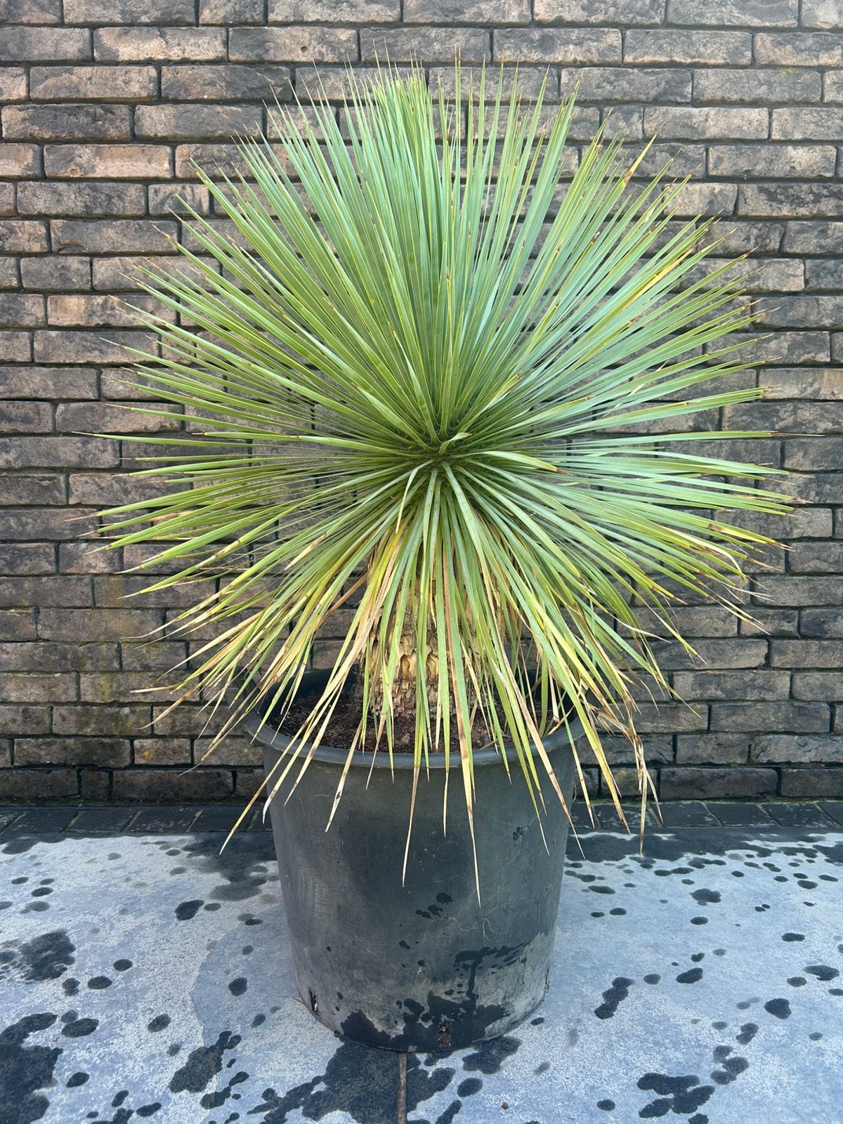 Yucca Rostrata, Tuin en Terras, Planten | Tuinplanten, Ophalen