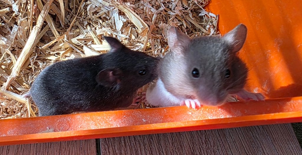 Syrische Hamsters (goudhamster), Augustus, Geslacht onbekend, Hamster