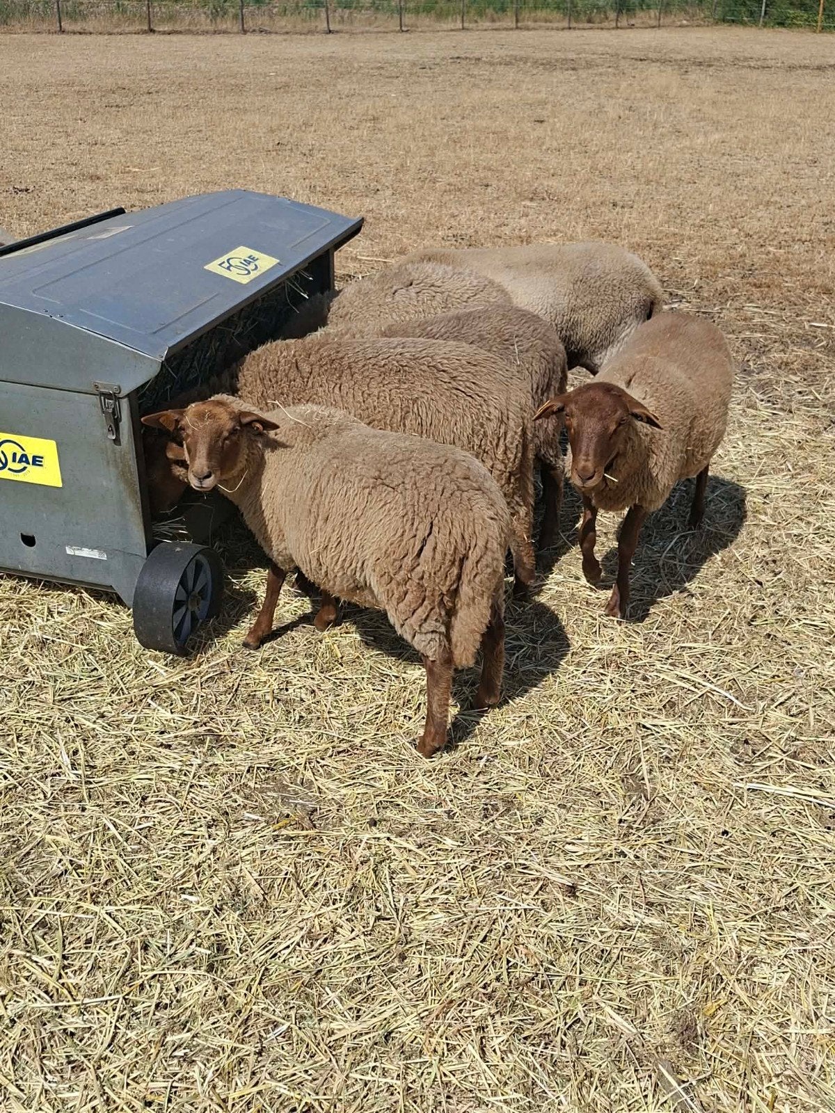 Agneaux Ardennes Boskop, Femelle, Mouton, 0 à 2 ans
