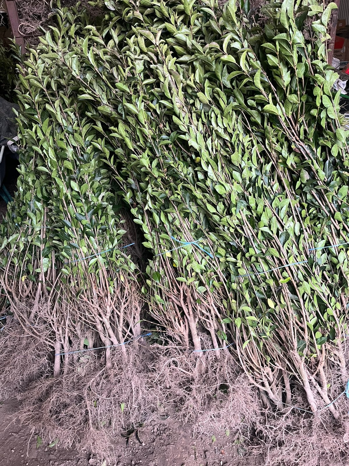 Troène ovalifolium, Jardin & Terrasse, Enlèvement ou Envoi, Troène