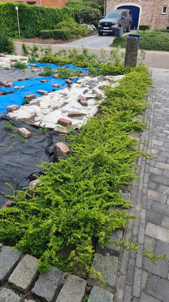 10 meter lonicera, Tuin en Terras, Ophalen