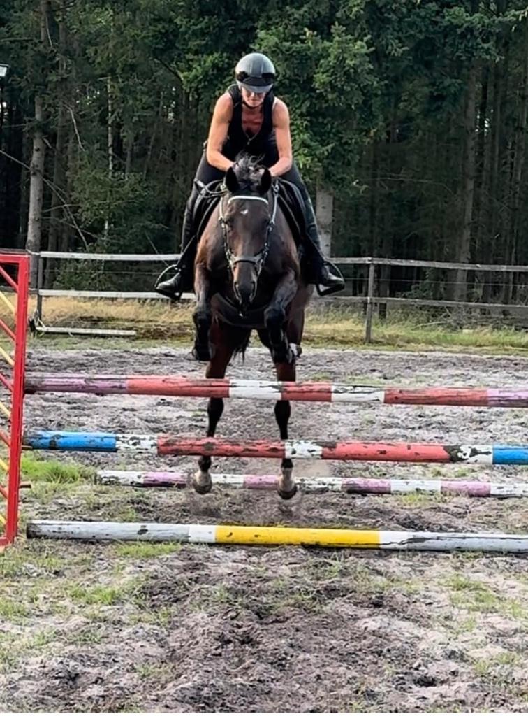 7 jarige Selle francais merrie, Dieren en Toebehoren, Paarden, Merrie, 160 tot 165 cm, 7 tot 10 jaar, Recreatiepaard, Met stamboom