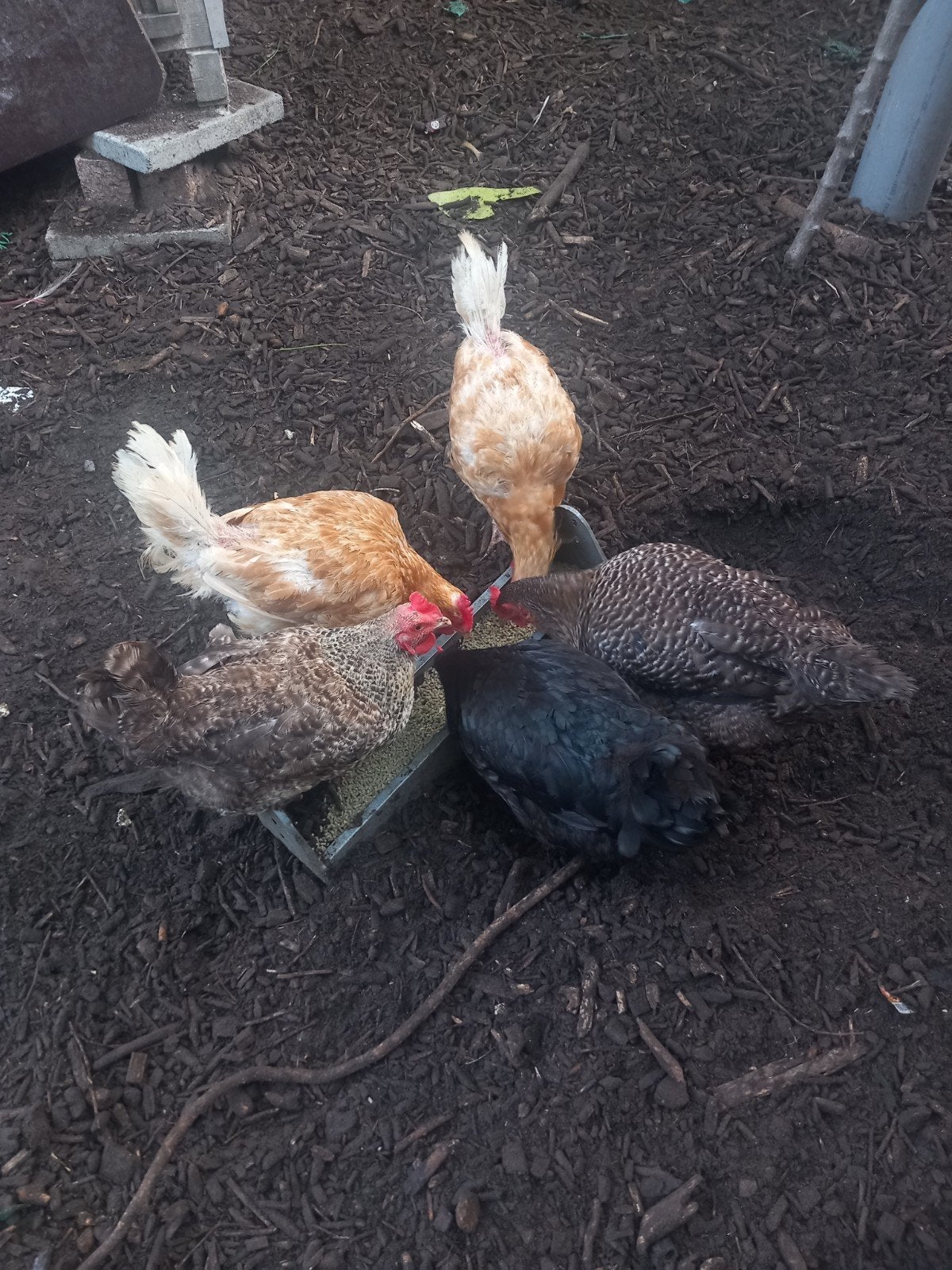 5 legkippen, Dieren en Toebehoren, Pluimvee