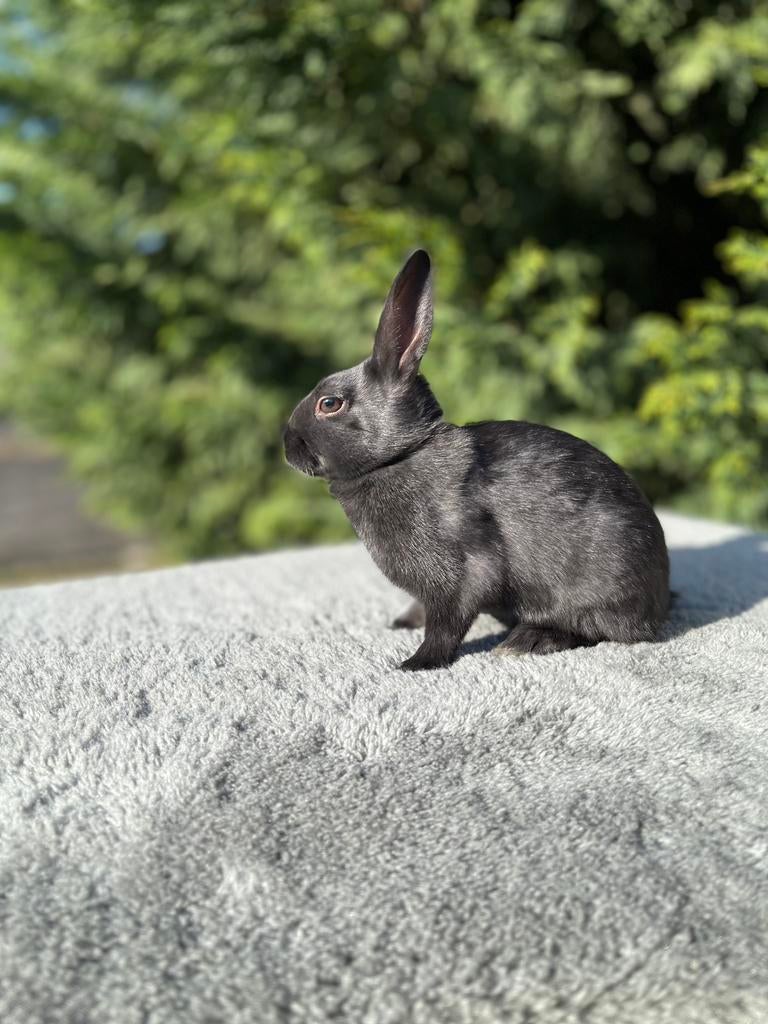 Haasdwerg rammetje, Dieren en Toebehoren, Konijnen