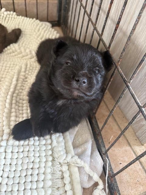 Klein keeshondjes pups, Parvo, België, Particulier, Keeshond