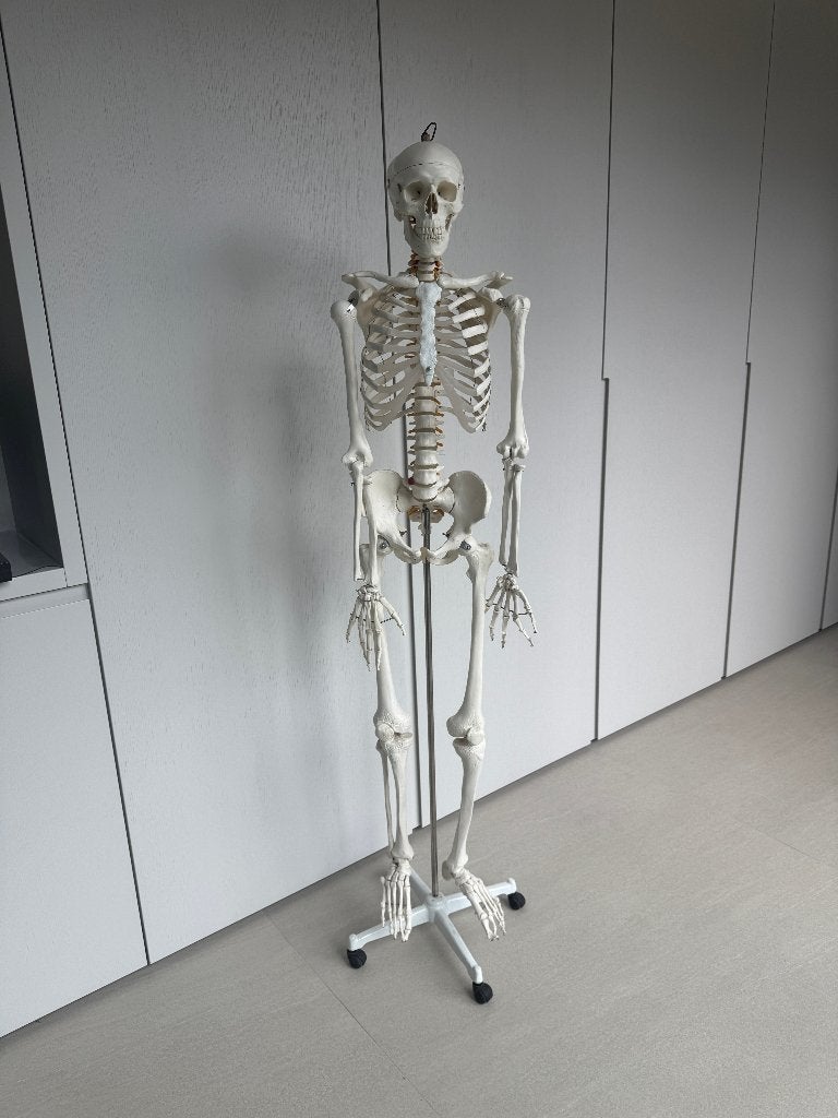 Anatomisch skelet, Ophalen, Gebruikt