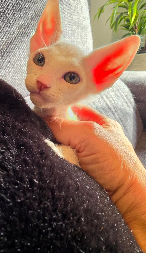 Chaton Sphynx à la réservation, Animaux & Accessoires, Chats & Chatons | Chats de race | Poil ras, Chatte ou Chat, 0 à 2 ans, Vermifugé