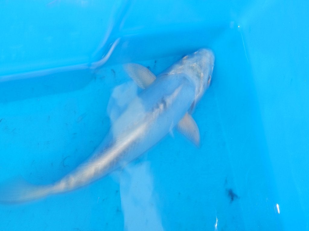 Japanse koi, Karper of Koi