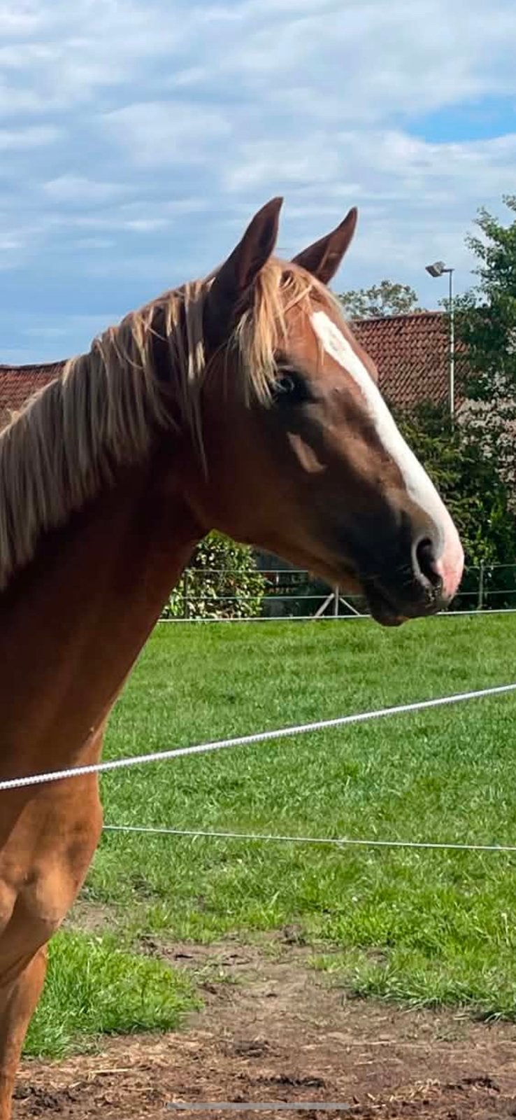 2-jarige hengst spring gefokt, Dieren en Toebehoren, Paarden, Hengst